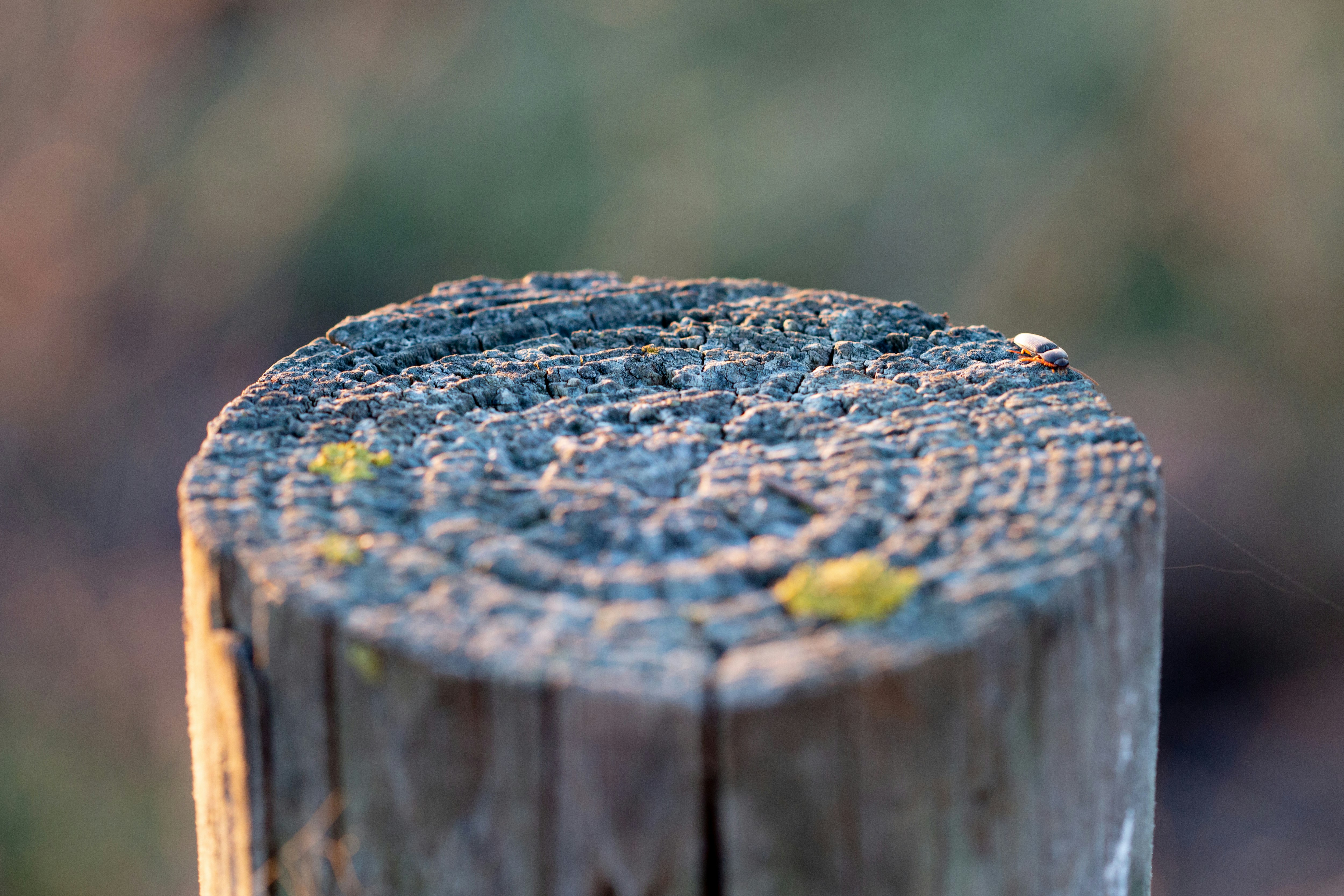 brown wooden log with yellow moss